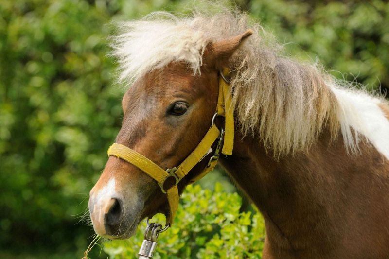 Moierhof Truchtlaching Pony Max