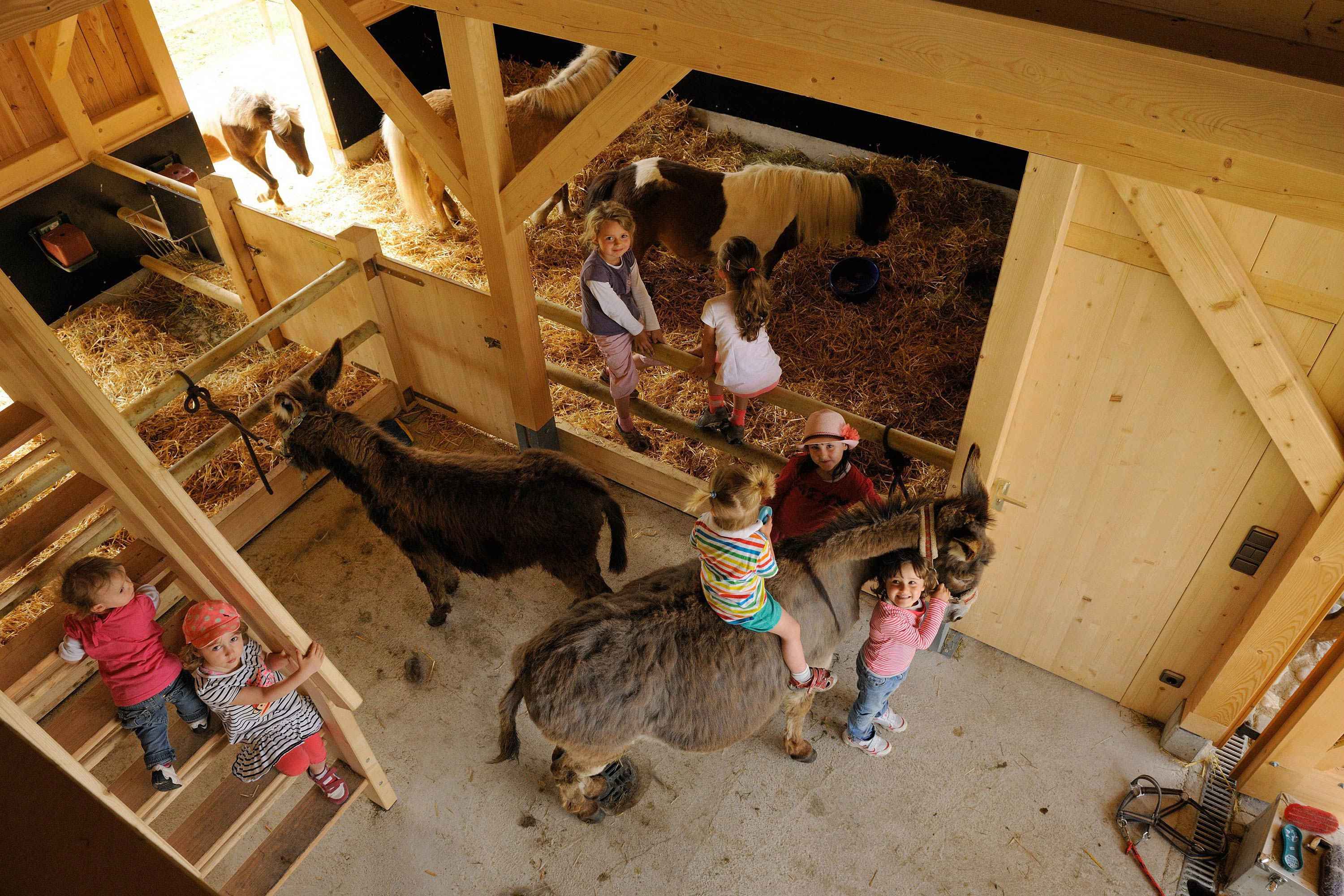 Spass mit Tieren im Tierhaus auf dem Moierhof
