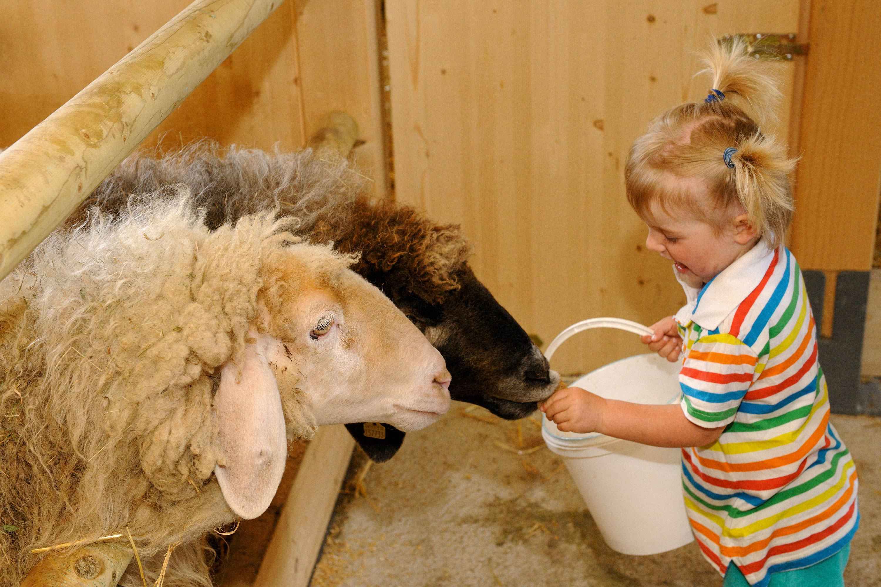 Kinder füttern Schafe im Tierhaus auf dem Moierhof