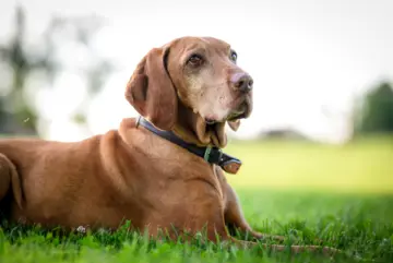 Unser Hofhund Willi - ein Magyar Viszla