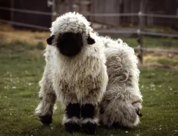 Streichelzoo für Kinder mit Schafe