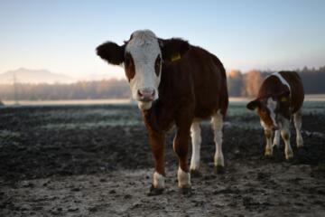 Kalb auf der Weide am Bauernhof am Chiemsee
