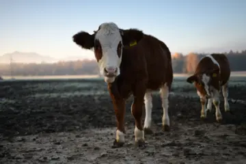 Kalb auf der Weide am Bauernhof am Chiemsee