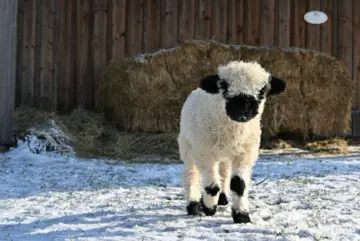 Lamm im Streichelzoo auf dem Bauernhof