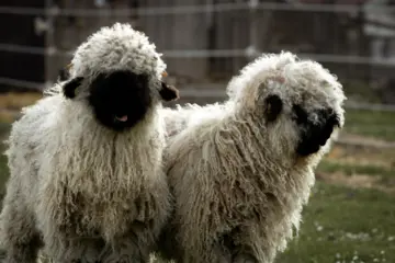 Schwarznasenschafe auf dem Ferienbauernhof
