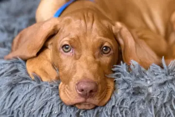 Hofhund Karli, ein Magyar Viszla