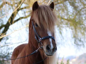 Bauernhof mit Ponyreiten für Kinder