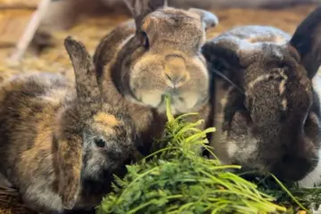 Familienhotel mit Streichelzoo in Bayern